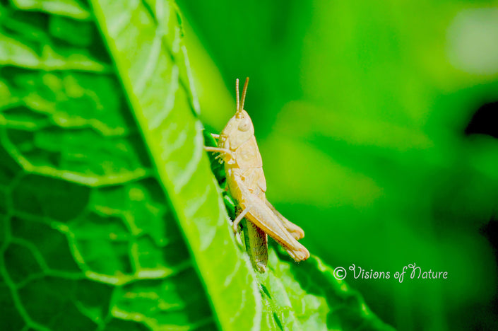 Downloadbare natuurfoto van een gouden sprinkhaan met hoge resolutie