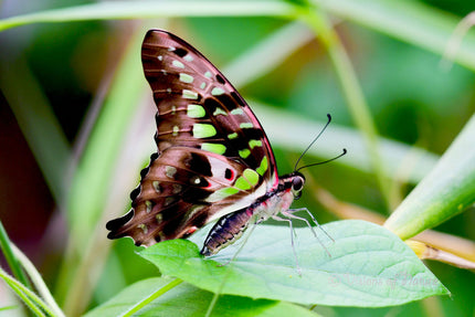 Downloadbare macrofoto van een tropische vlinder met groene en roze accenten met hoge resolutie