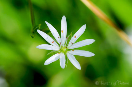 Downloadbare natuurfoto van een wit bloemetje van grasmuur met hoge resolutie