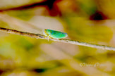 Downloadbare macrofoto van een groene rietcicade met hoge resolutie