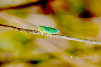 Downloadbare macrofoto van een groene rietcicade met hoge resolutie