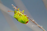 Downloadbare macrofoto van een groene schildwants met hoge resolutie