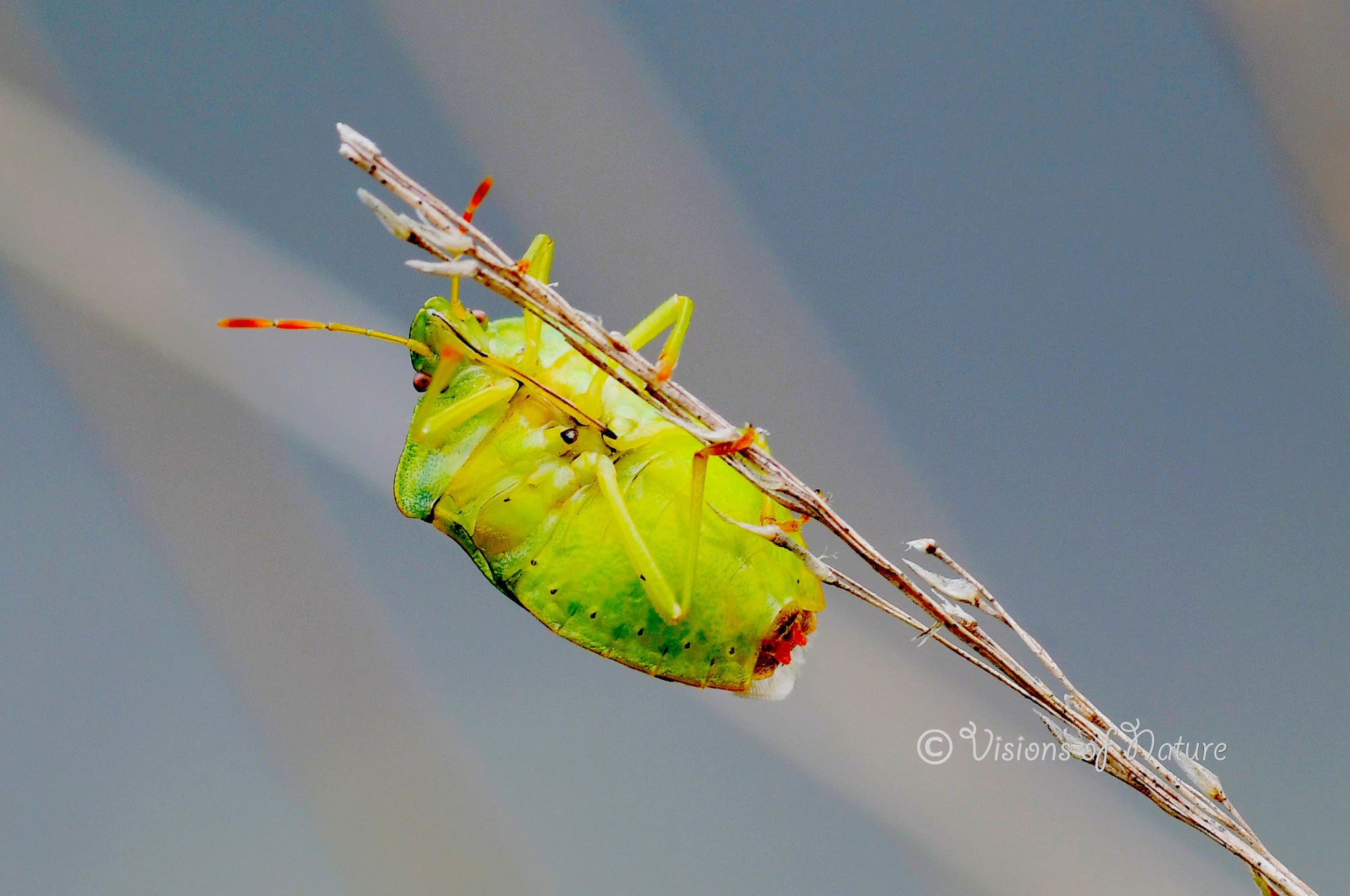 Downloadbare macrofoto van een groene schildwants met hoge resolutie