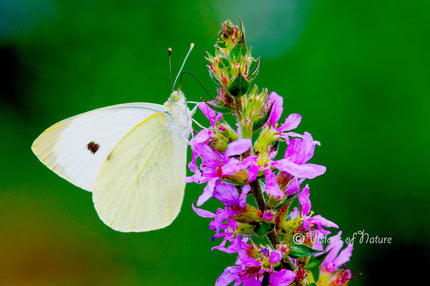 Downloadbare natuurfoto van een groot koolwitje vlinder met hoge resolutie