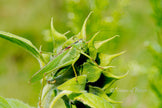 Downloadbare macrofoto van een grote groene sabelsprinkhaan