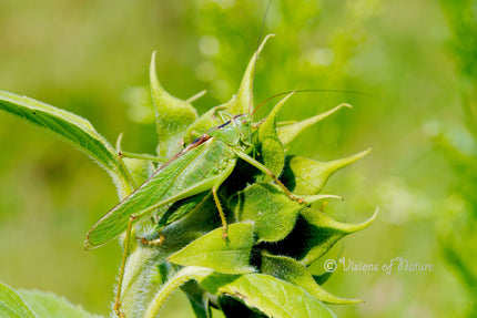 Downloadbare macrofoto van een grote groene sabelsprinkhaan