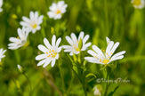 Downloadbare natuurfoto van witte lentebloemetjes met hoge resolutie