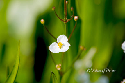 Downloadbare natuurfoto van de witte bloem van waterweegbree met hoge resolutie