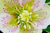 Downloadbare macrofoto van een witte helleborus bloem met roze accenten