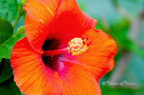 Downloadbare macrofoto van een helderrode hibiscus bloem met hoge resolutie