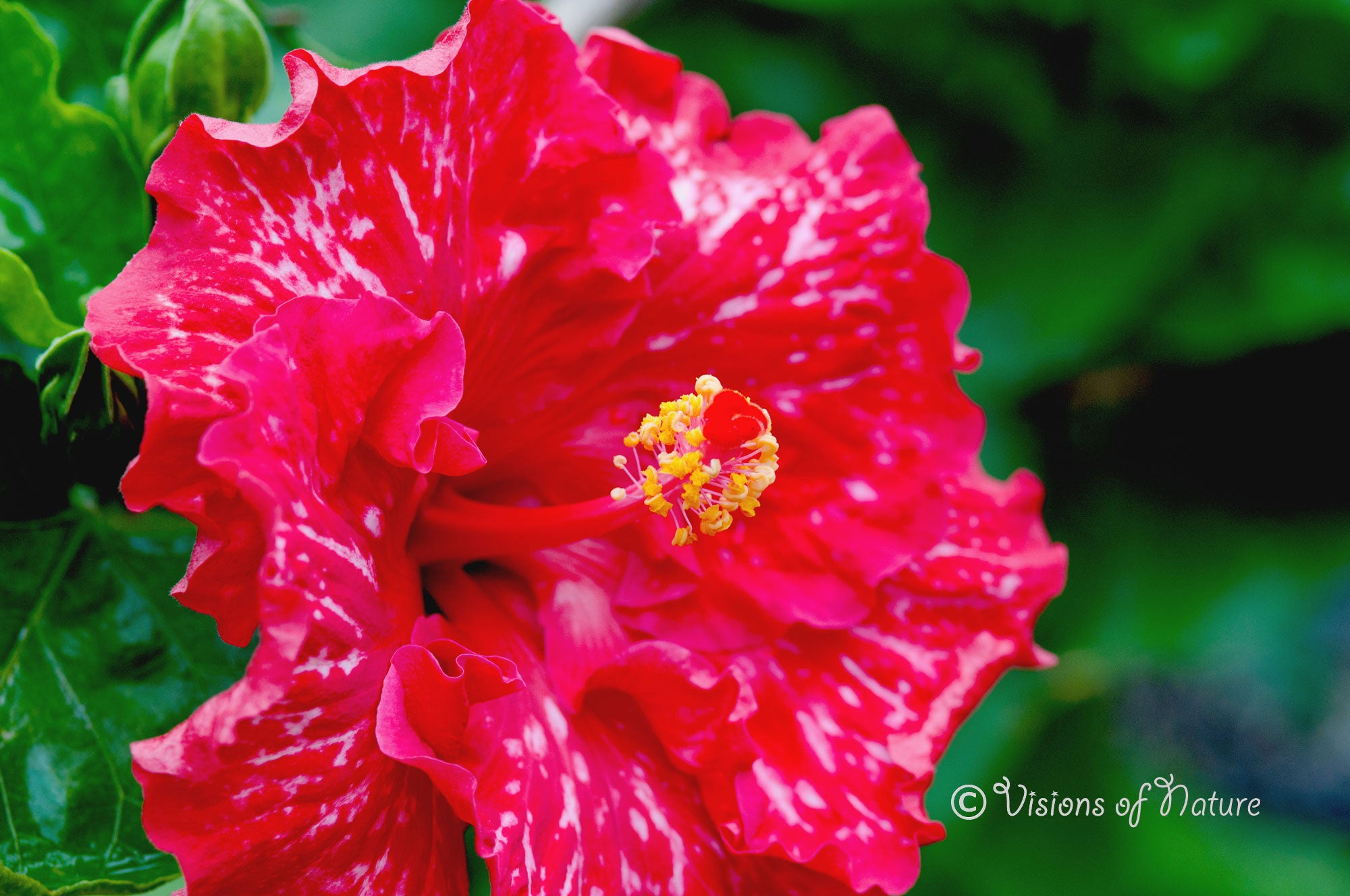 Downloadbare rode hibiscus bloem met hoge resolutie