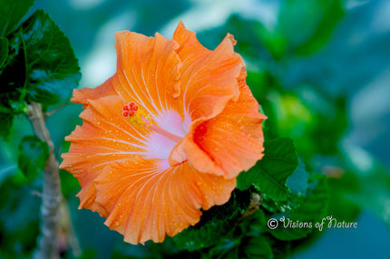 Downloadbare natuurfoto van een oranje hibiscus bloem met hoge resolutie