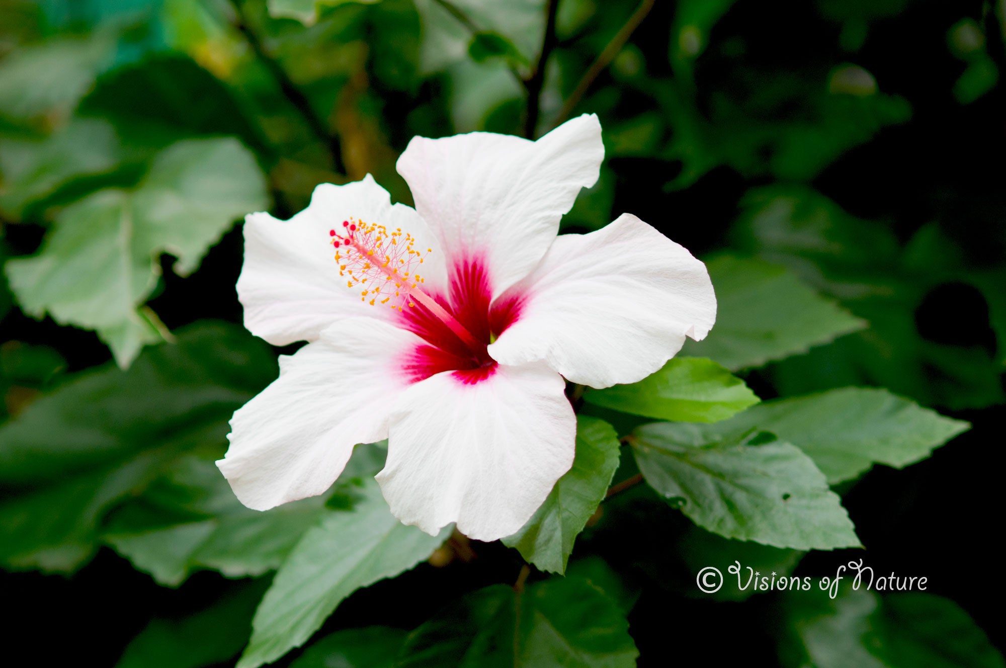 Downloadbare natuurfoto van een witte hibiscus bloem met roze accenten met hoge resolutie