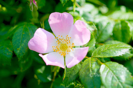 Downloadbare natuurfoto van een roze bloem van de hondsroos met hoge resolutie