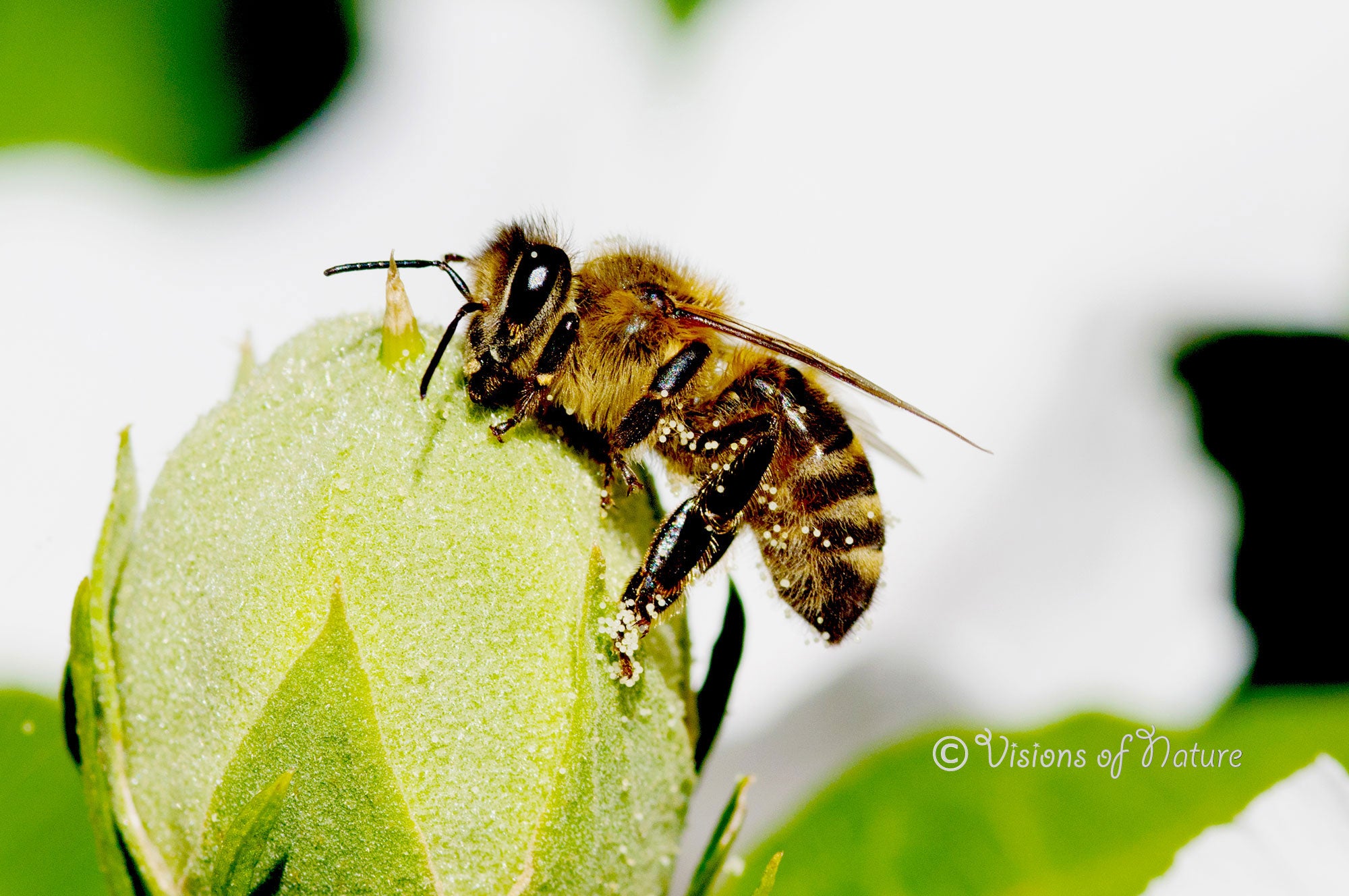 Downloadbare macrofoto van een honingbij op een bloemknop