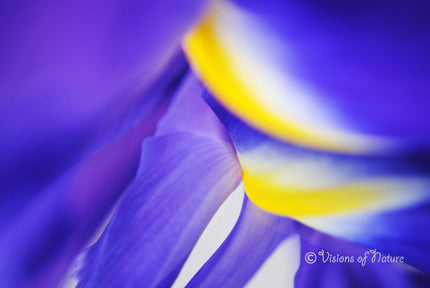 Downloadbare macrofoto van een blauwe iris met gele accenten in hoge resolutie