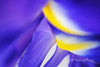 Downloadbare macrofoto van een blauwe iris met gele accenten in hoge resolutie