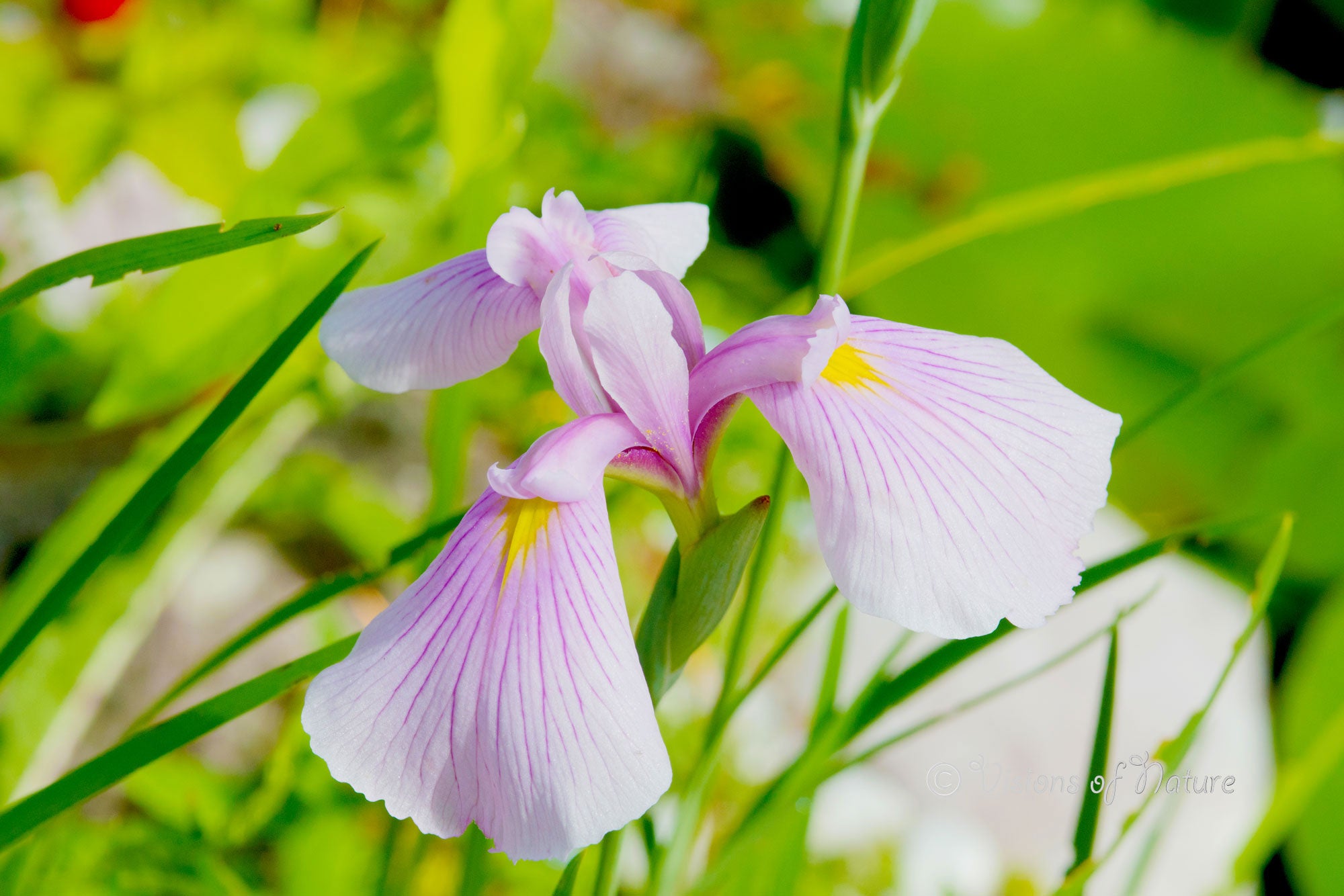 Downloadbare natuurfoto van een roze iris bloem met hoge resolutie