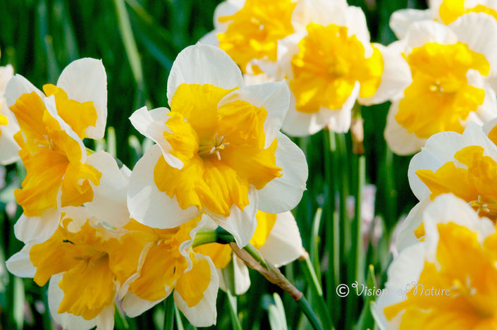 Downloadbare natuurfoto van gele met witte tulpen met hoge resolutie