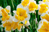 Downloadbare natuurfoto van gele met witte tulpen met hoge resolutie