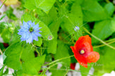 Downloadbare macrofoto van een rode klaproos en blauw juffertje in het groen met hoge resolutie