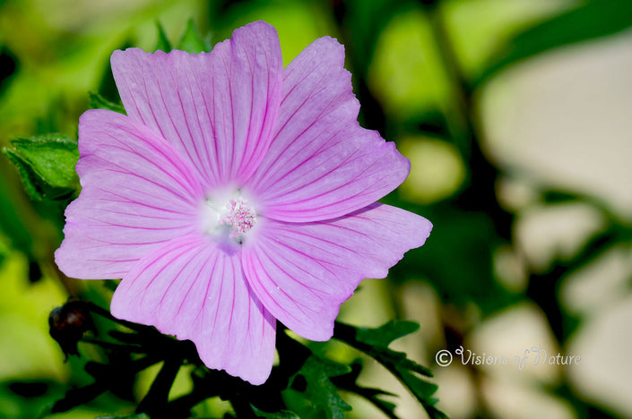 Downloadbare natuurfoto van een roze bloem van het kaasjeskruid met hoge resolutie