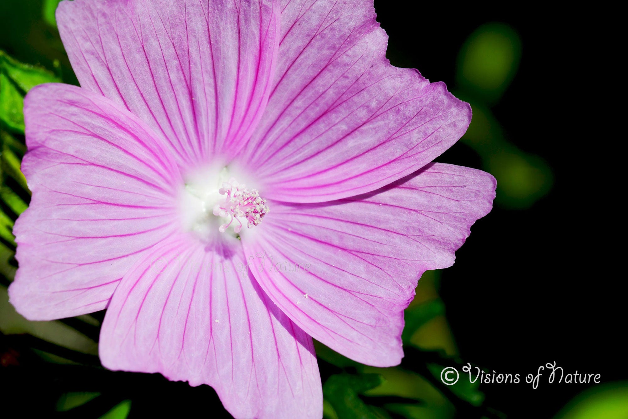 Downloadbare roze bloem van het kaasjeskruid