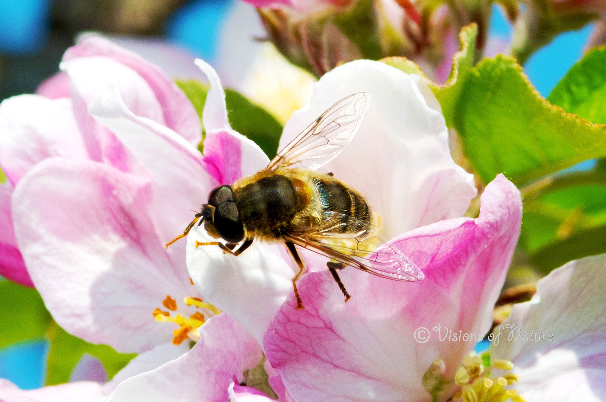 Downloadbare macrofoto van een kegelbijvlieg op roze appelbloesem met hoge resolutie