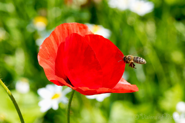 Downloadbare natuurfoto van een honingbij en een rode klaproos met hoge resolutie