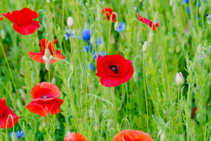 Downloadbare natuurfoto van rode klaprozen in het veld met hoge resolutie