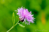 Downloadbare natuurfoto van een roze bloem van het knoopkruid met hoge resolutie