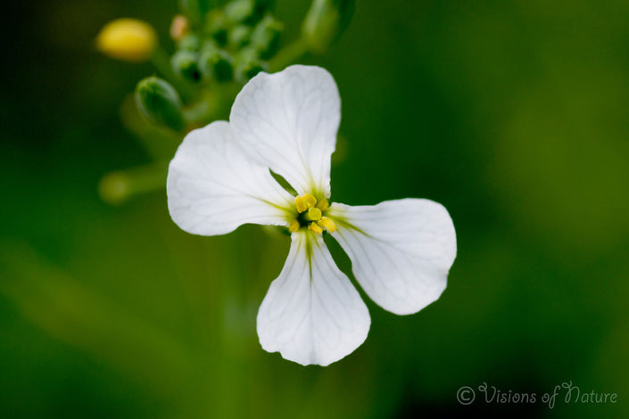 Downloadbare natuurfoto van de witte bloem van de wilde radijs met hoge resolutie