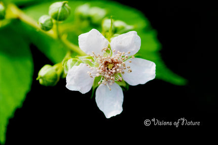 Downloadbare natuurfoto van de witte bloesem van de koebraam met hoge resolutie