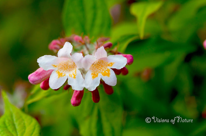 Downloadbare natuurfoto van de bloemen van de koninginnenstruik met hoge resolutie