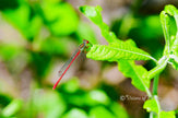 downloadbare natuurfoto van een rode koraaljuffer op groen blad met hoge resolutie