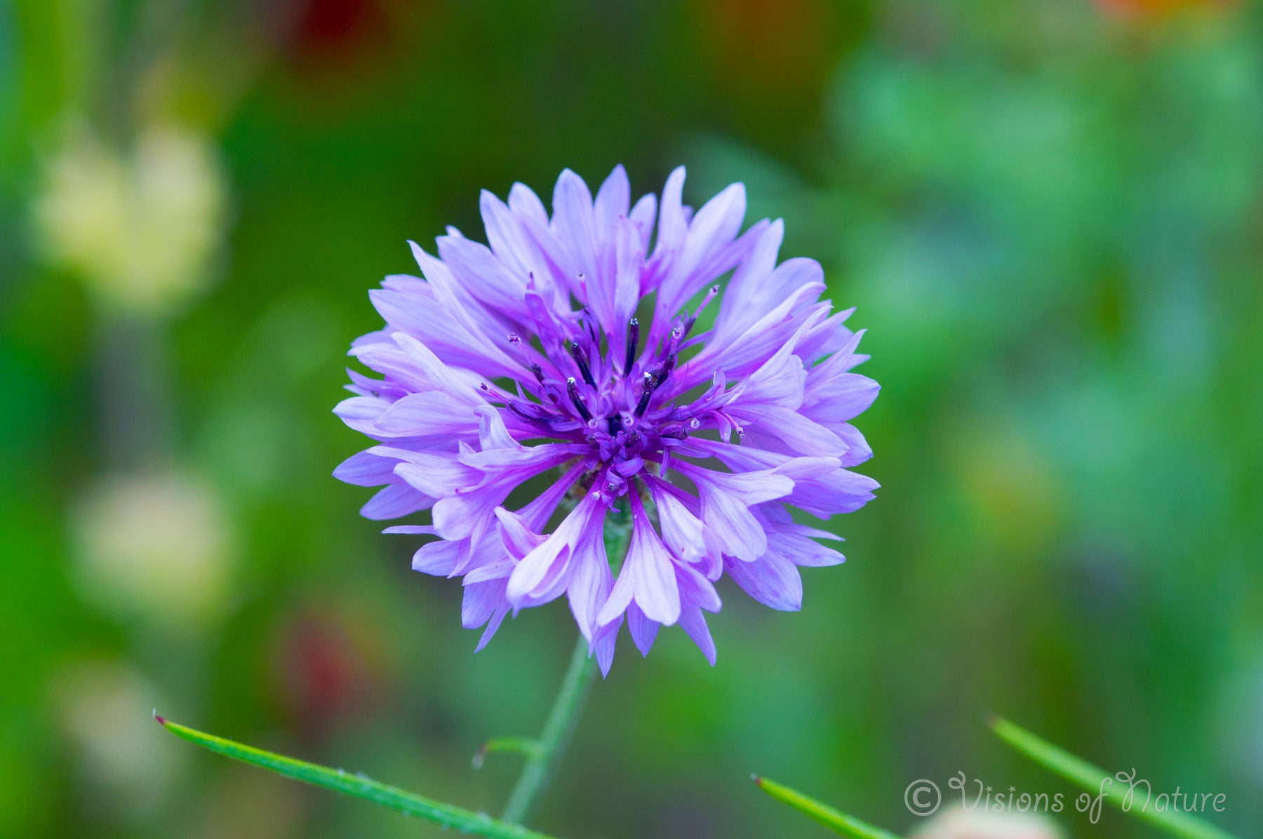 Downloadbare natuurfoto van een paarse korenbloem