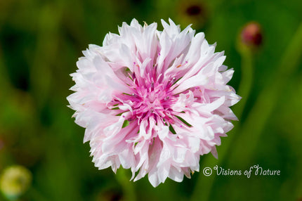 Downloadbare macrofoto van een roze korenbloem met hoge resolutie