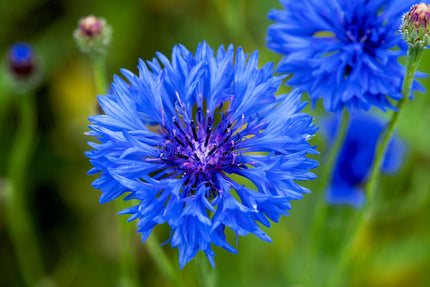 Downloadbare natuurfoto van een blauwe korenbloem