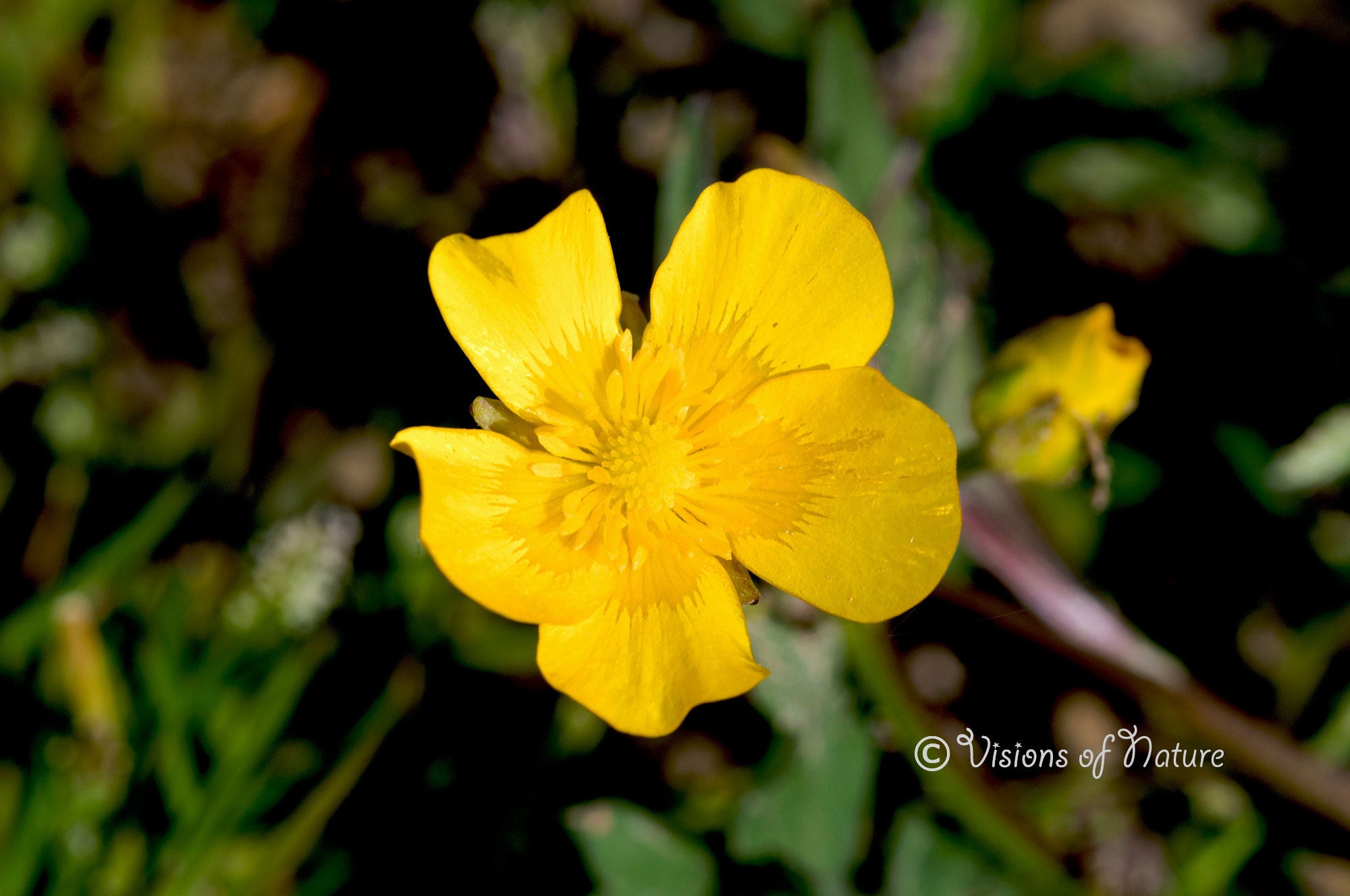 Downloadbare natuurfoto van een gele kruipende boterbloem met hoge resolutie