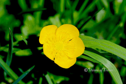 Downloadbare natuurfoto van een gele boterbloem met hoge resolutie