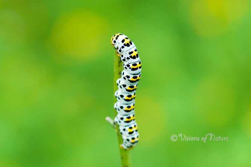 Downloadbare macrofoto van de rups van een kuifvlinder - Hoge resolutie