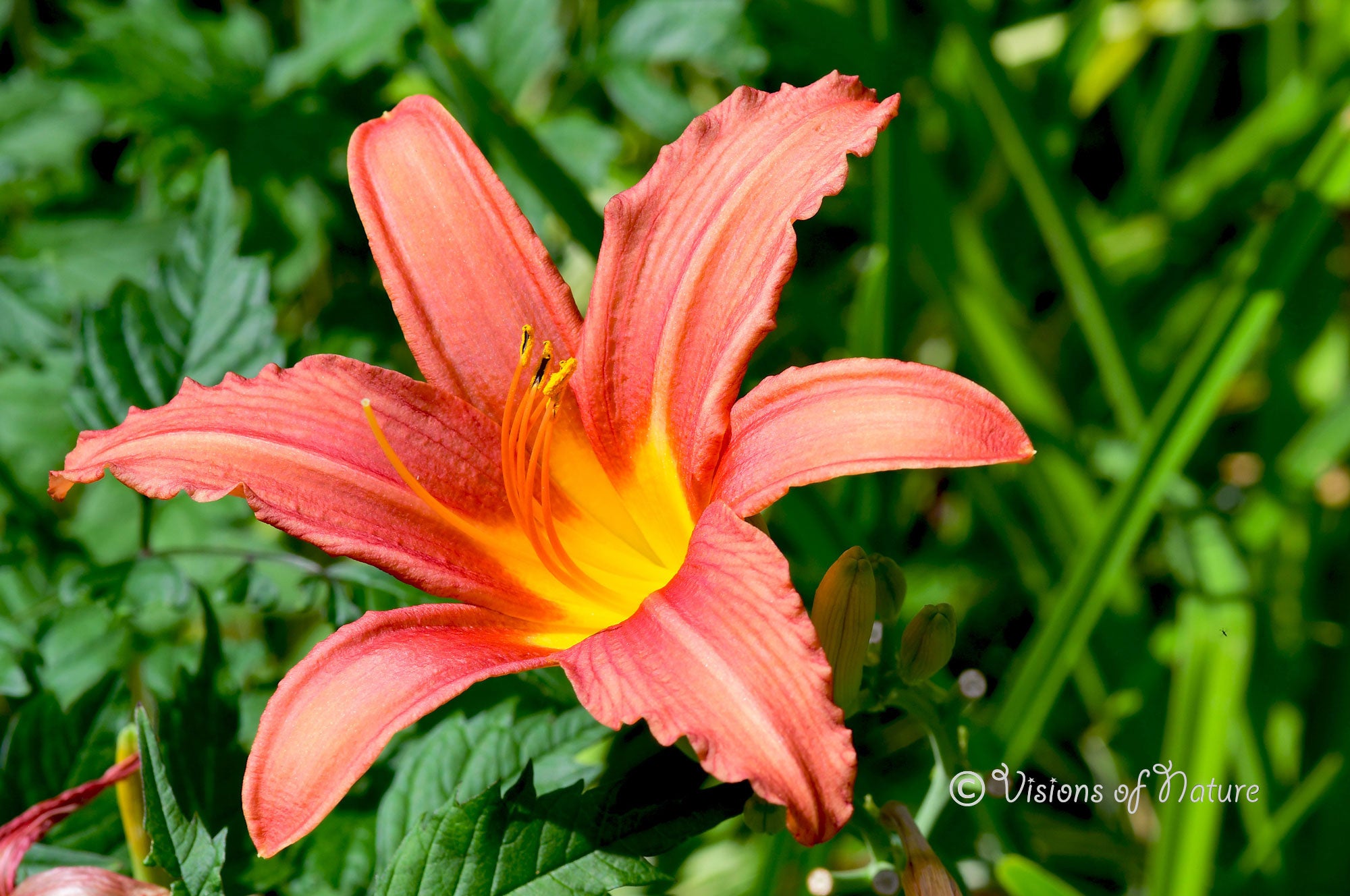 Downloadbare natuurfoto van een oranje daglelie met hoge resolutie