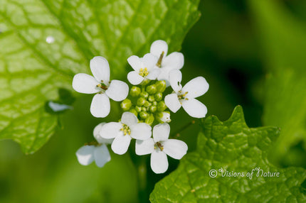 Downloadbare natuurfoto van de witte bloemen van look-zonder-look met hoge resolutie