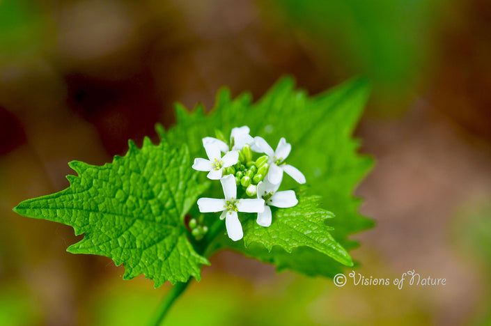 Downloadbare natuurfoto van de witte bloemen van look-zonder-look in hoge resolutie