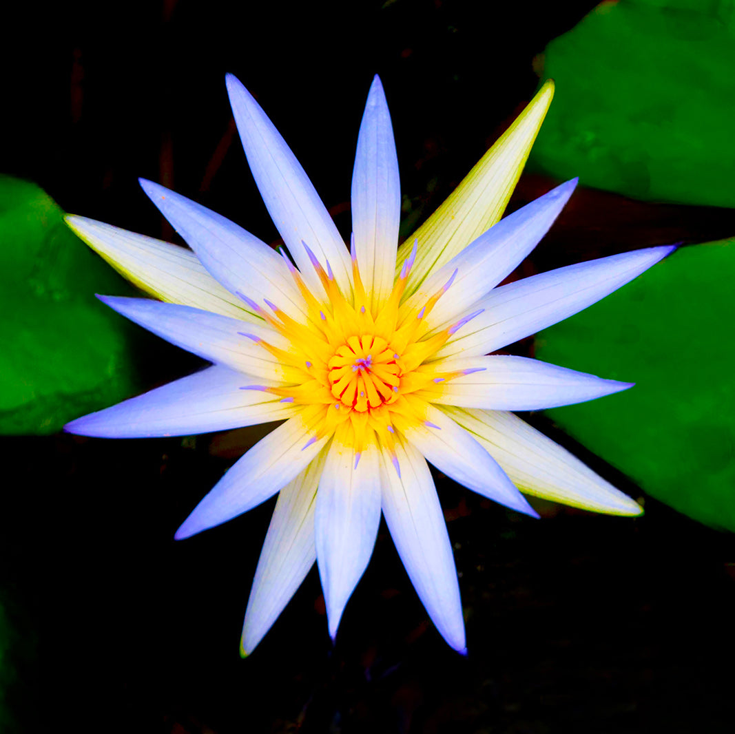 Foto met een blauwe lotusbloem