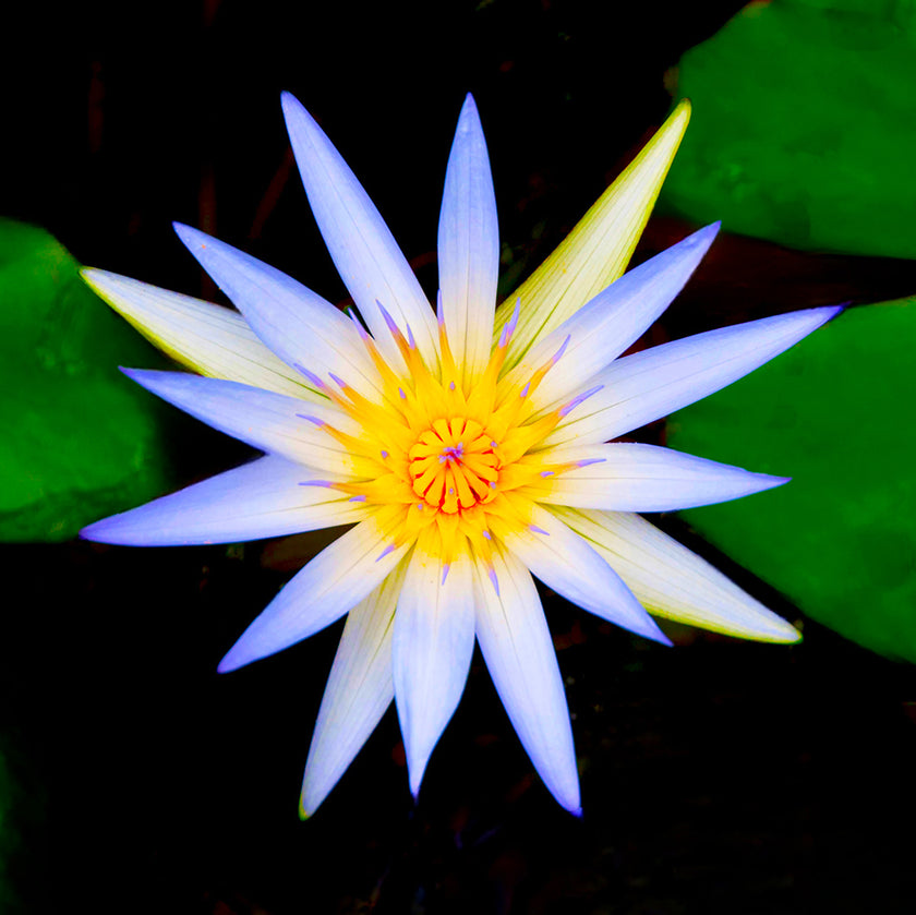 Foto met een blauwe lotusbloem