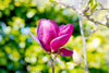 Downloadbare macrofoto van een dieproze magnolia bloem met hoge resolutie