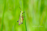 Downloadbare natuurfoto van een moerassprinkhaan met hoge resolutie