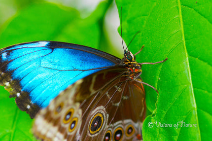 Downloadbare natuurfoto van een blauwe morpho vlinder met hoge resolutie