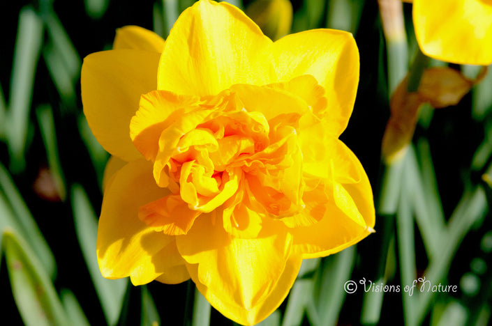 Downloadbare macrofoto van een gele narcis met hoge resolutie